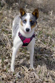 Australian Shepherd and Mixed Breed Dogs Available for Adoption in Savage, Minnesota - Shasta | PetCurious