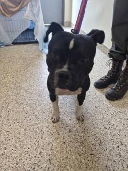 DOZER -  Mixed Breed and French Bulldog Dog for Adoption - DOZER | PetCurious