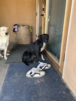 Whitey -  Cattle Dog and Mixed Breed Dog for Adoption in Fresno, California - Whitey | PetCurious