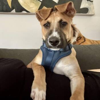 Scooby Doo -  Shepherd Dog for Adoption in Martinez, California - Scooby Doo | PetCurious