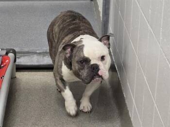 CELLY -  American Bulldog and Mixed Breed Dog for Adoption in Omaha, Nebraska - CELLY | PetCurious
