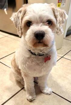 Oso -  Maltese and Poodle Dog for Adoption in San Diego, California - Oso | PetCurious