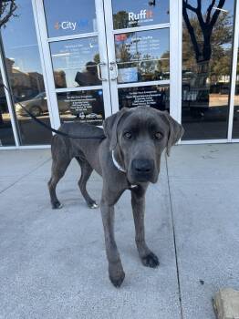 Great Dane Dogs Available for Adoption - Binks | PetCurious