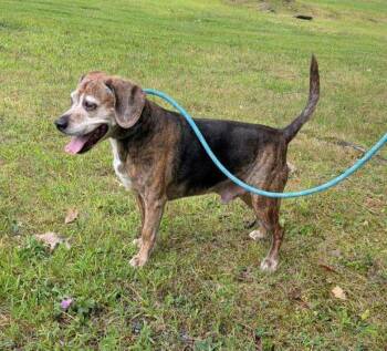 Rescue Beagle and Catahoula Leopard Dog Dogs for Adoption in Newburgh, New York - Joey Tribbiani | PetCurious