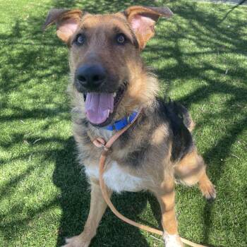 Airedale Terrier Dogs Available for Adoption in Saint Charles, Missouri - Kristoff | PetCurious