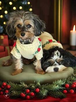 Oreo -  Cavalier King Charles Spaniel and Poodle Dog for Adoption in Bolivar, Missouri - Oreo | PetCurious