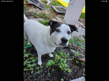 Molly -  Cattle Dog Dog for Adoption in Vancouver, Washington - Molly | PetCurious