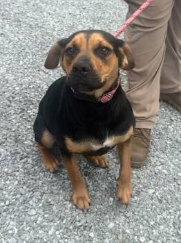 Kobe -  Mixed Breed Dog for Adoption in Elizabethtown, North Carolina - Kobe | PetCurious