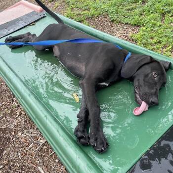 Drake -  Mixed Breed Dog for Adoption in West Palm Beach, Florida - Drake | PetCurious