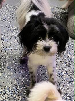 Henry -  Shih Tzu Dog for Adoption in Manhattan, Kansas - Henry | PetCurious
