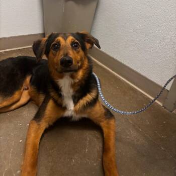 Mondo -  Shepherd Dog for Adoption in Tulsa, Oklahoma - Mondo | PetCurious