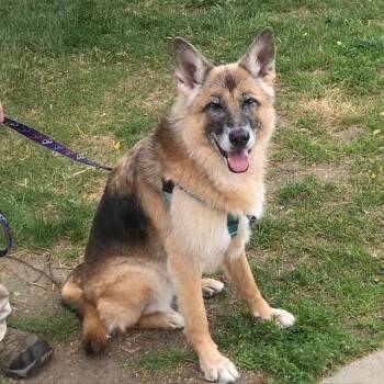 MINNIE -  German Shepherd Dog Dog for Adoption in Methuen, Massachusetts - MINNIE | PetCurious