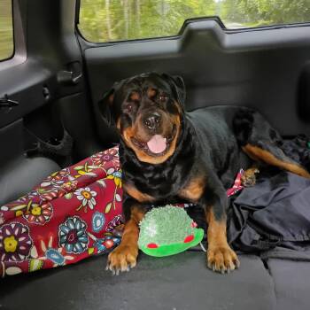 Nyla -  Rottweiler Dog for Adoption in Salisbury, Maryland - Nyla | PetCurious