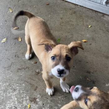 Dolly -  Australian Shepherd Dog for Adoption in Dayton, Ohio - Dolly | PetCurious