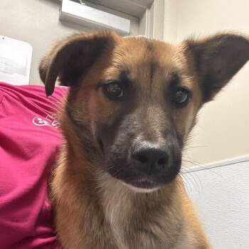 Mixed Breed Dogs Available for Adoption - Max | PetCurious