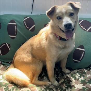 Rescue Husky Dogs for Adoption in Butler, Kentucky - Oscar | PetCurious