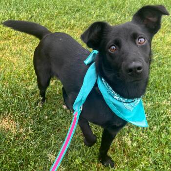 Mixed Breed Dogs Available for Adoption in Canal Winchester, Ohio - Muffy | PetCurious