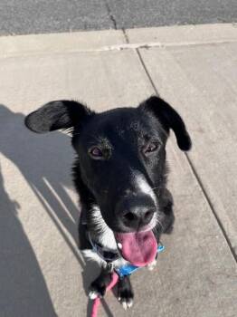 Yaris -  Retriever and Mixed Breed Dog for Adoption in Fort Collins, Colorado - Yaris | PetCurious