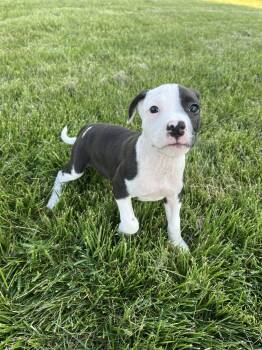 Pit Bull Terrier Dogs Available for Adoption in Salisbury, Maryland - Scratch | PetCurious