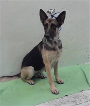 RIVER -  German Shepherd Dog and Mixed Breed Dog for Adoption in Houston, Texas - RIVER | PetCurious