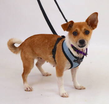 Rescue Chihuahua and Rat Terrier Dogs for Adoption - Kerry | PetCurious