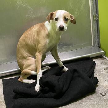 Chihuahua and Jack Russell Terrier Dogs Available for Adoption in Spokane, Washington - Daisy | PetCurious