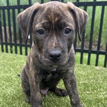 Snuggles -  Shepherd and Rottweiler Dog for Adoption in Rock Hill, South Carolina - Snuggles | PetCurious