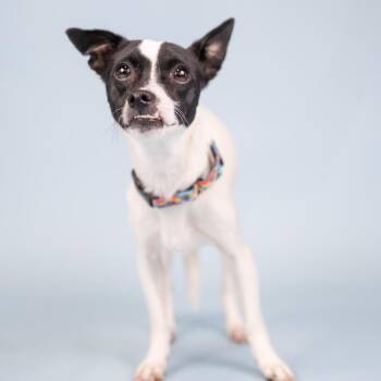 BB -  Chihuahua Dog for Adoption in Portland, Oregon - BB | PetCurious