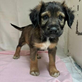 Mixed Breed and Australian Shepherd Dogs Available for Adoption - Sasha  | PetCurious