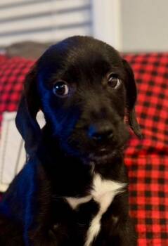Gordon -  Terrier Dog for Adoption in Escondido, California - Gordon | PetCurious