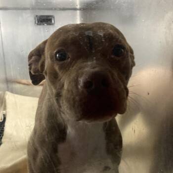 Mixed Breed Dogs Available for Adoption in Philadelphia, Pennsylvania - April Jonas | PetCurious