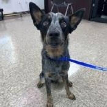 Azul -  Australian Cattle Dog Blue Heeler Dog for Adoption in Cibolo, Texas - Azul | PetCurious