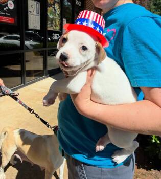 Ashli -  American Staffordshire Terrier and Beagle Dog for Adoption in Raleigh, North Carolina - Ashli | PetCurious