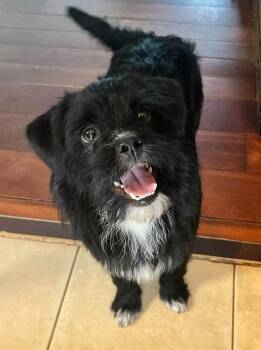 Harold -  Terrier Dog for Adoption in Acworth, Georgia - Harold | PetCurious