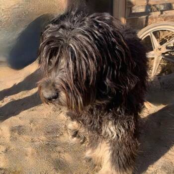 Finny -  Australian Shepherd and Poodle Dog for Adoption in Tonasket, Washington - Finny | PetCurious