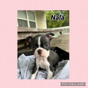 Nala S. - 4731 - Hayesville NC -  Boston Terrier Dog for Adoption in Maryville, Tennessee - Nala S. - 4731 - Hayesville NC | PetCurious