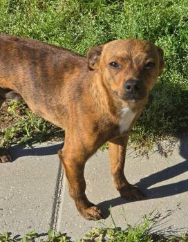 Chihuahua Dogs Available for Adoption in Saint Francisville, Louisiana - Johnny | PetCurious