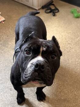 Drako -  English Bulldog Dog for Adoption in Cleveland, Ohio - Drako | PetCurious