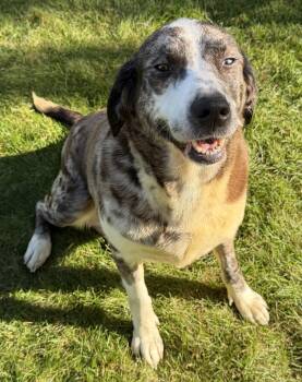 Rescue Australian Cattle Dog Blue Heeler and Labrador Retriever Dogs for Adoption in Farmington, Minnesota - Opal | PetCurious