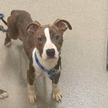 Eddie -  Mixed Breed Dog for Adoption in Lynchburg, Virginia - Eddie | PetCurious