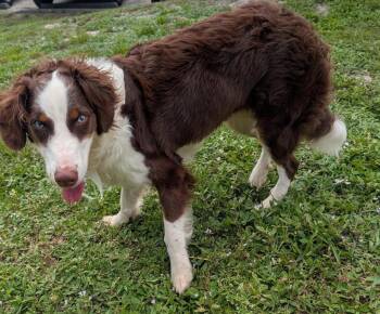 Kahlua-Gorgeous Aussie! -  Australian Shepherd Dog for Adoption in Fort Myers, Florida - Kahlua-Gorgeous Aussie! | PetCurious