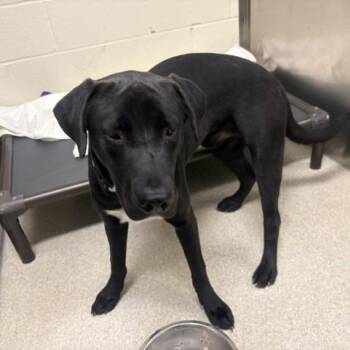 Fat Albert -  Black Labrador Retriever and Pit Bull Terrier Dog for Adoption - Fat Albert | PetCurious