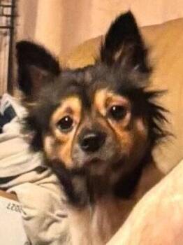 Millie (AL) -  Chihuahua Dog for Adoption in New York, New York - Millie (AL) | PetCurious