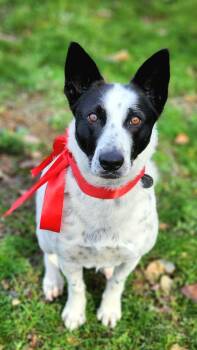 Rescue Border Collie and Australian Cattle Dog Blue Heeler Dogs for Adoption in Jacksonville, Oregon - Jett | PetCurious