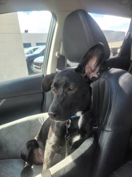 Labrador Retriever and German Shepherd Dog Dogs Available for Adoption in Cuyahoga Falls, Ohio - Angie Puppy (Video) | PetCurious