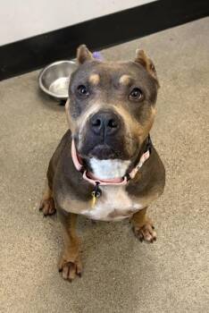 Waterlily -  Pit Bull Terrier Dog for Adoption in Cleveland, Ohio - Waterlily | PetCurious