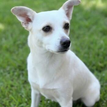 Bianca -  Chihuahua Dog for Adoption in Taghkanic, New York - Bianca | PetCurious