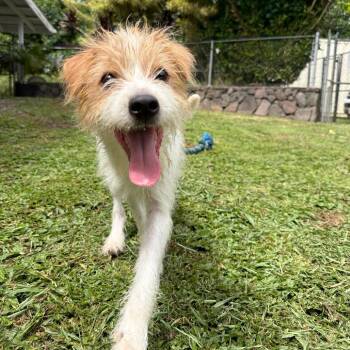AIR-Stray-13806 -  Terrier and Mixed Breed Dog for Adoption in Keaau, Hawaii - AIR-Stray-13806 | PetCurious
