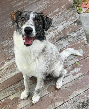 Rescue Border Collie Dogs for Adoption in Carrollton, Texas - Kimchi | PetCurious