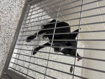 Rescue Pit Bull Terrier Dogs for Adoption in Liberty, Missouri - **FOUND** | PetCurious